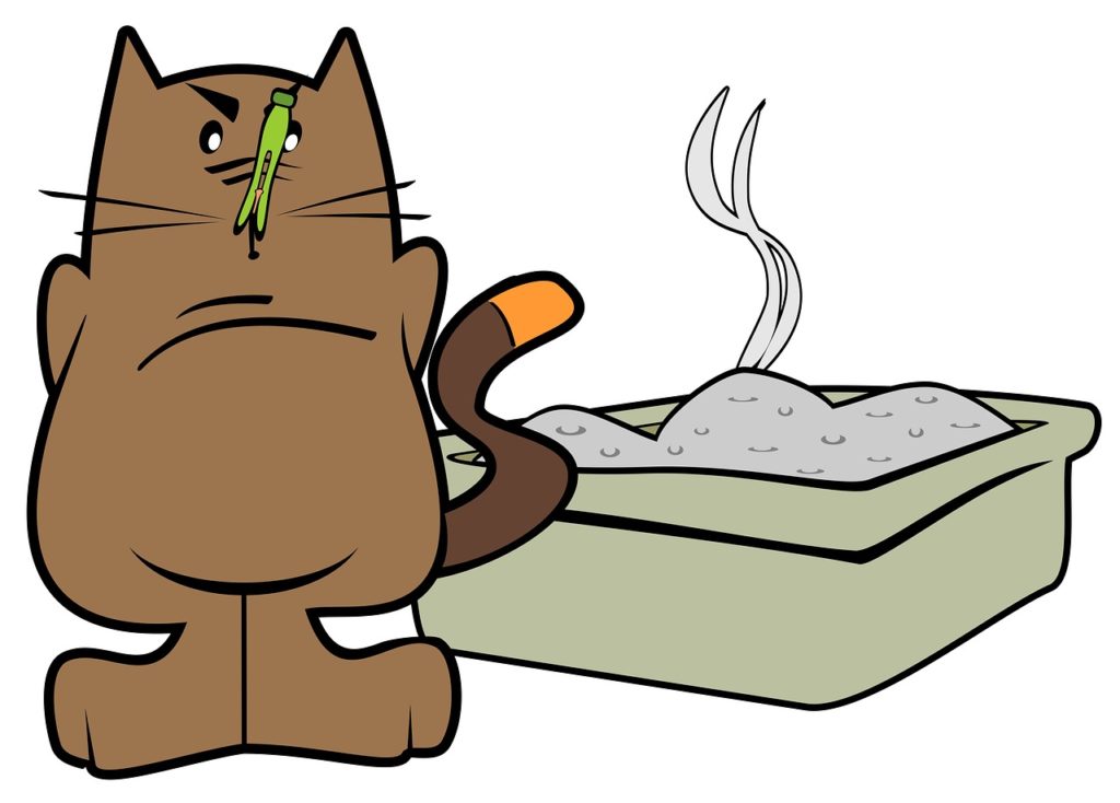 cat beside a smelly litter box
