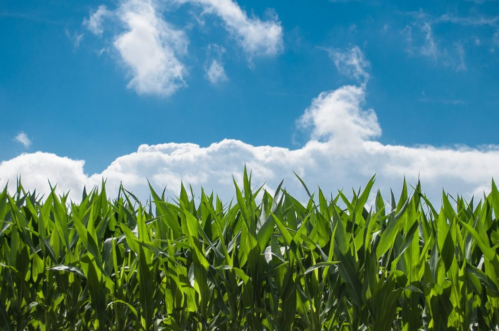cornfields under a blue sky